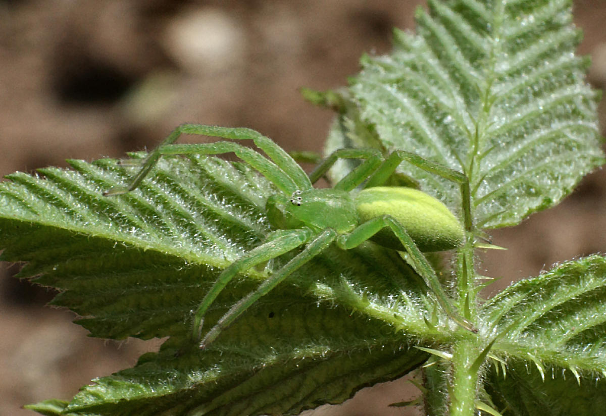 Micrommata virescens - Velate (MB)